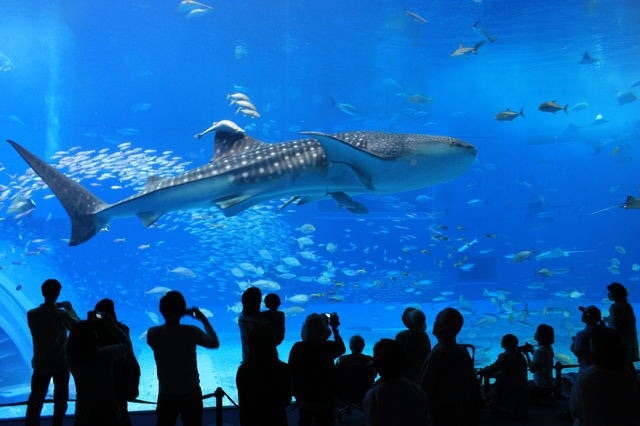 美ら海水族館