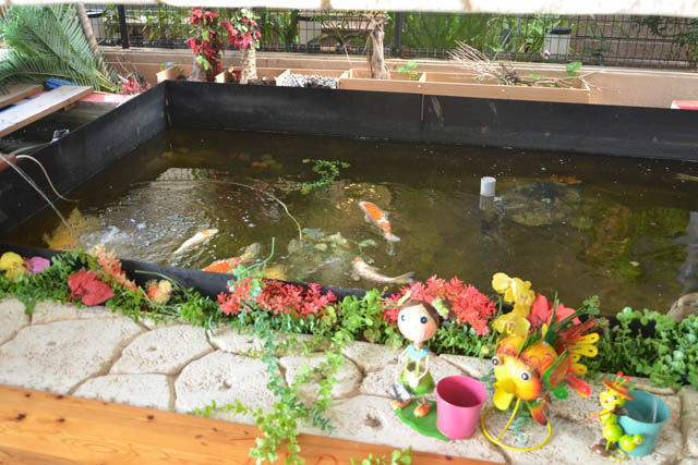 鯉の池