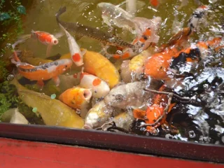 金魚のエサやり